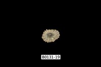 藏品(網目松螺)的圖片